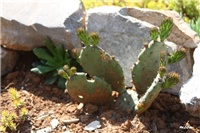 0b144db4-IMG_7051 opuntia.jpg